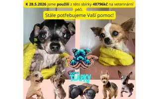 Pomozme pejskům, kteří by jinak šanci na lepší život neměli