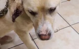 Podpořili jste veterinární pomoc našim svěřencům