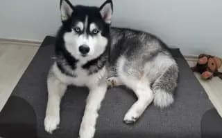 Velká šance pro bojovnici Kačku