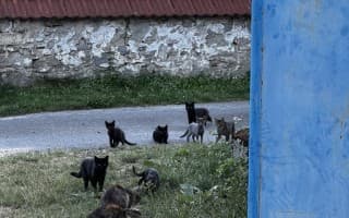Pomohli jste s kastracemi koček bez domova