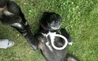 Pomohli jste Leile po operaci nádoru