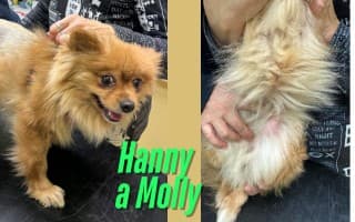 Pomohli jste přispět na péči pro Hanny a Molly