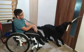 Podpořili jste výcvik asistenčního psa pro Petra