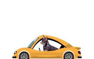 Složili jste se na auto pro čivavy