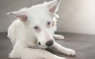 Podpořte vybudování centra, aby i slepí a hluší pejsci našli bezpečný domov