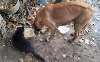 🚐 Naplníme společně auto nadějí pro psy a kočky bez domova 🐾❤️