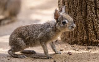 Podpořte dvojčata mary slaništní, která se narodila v Zoo Praha v době karantény