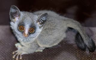 Podpořte mláďata komby jižní, která se narodila v Zoo Praha v době karantény