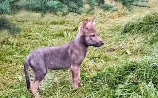 Pomozte nám zlepšit podmínky pro zvířata v nouzi