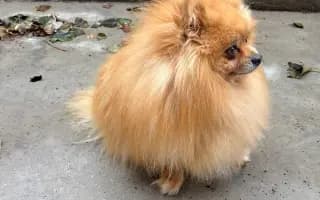 Pomozte zachráněným pejskům na cestě za novým životem 🐾