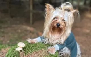 Pomozte Maxíkovi v boji s lymfomem