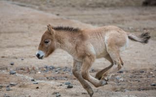 Podpořte hříbě koně Převalského, které se narodilo v době karantény