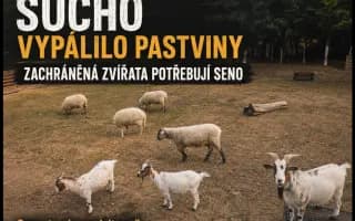 Sucho vypálilo pastviny. Zachráněná zvířata potřebují seno.