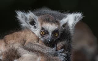 Podpořte dvojčata lemura kata, která se narodila v Zoo Praha v době karantény