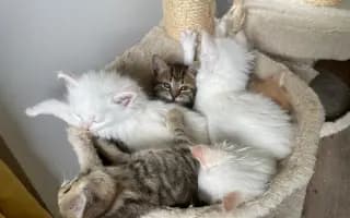 Podpořili jste veterinární péči pro zachráněné maminky s koťátky