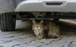 Pomohli jste pořídit auto pro útulek