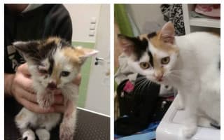 Pomohli jste uhradit faktury na veterině pro opuštěné kočičky