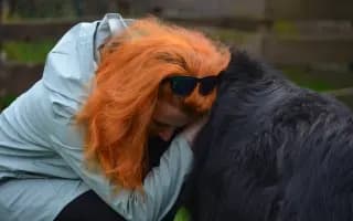 Pomoc s krmivem pro opuštěná zvířátka