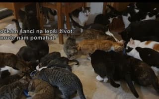 Pomoc pro více, něž 100 kočiček v Šonovském depozitu