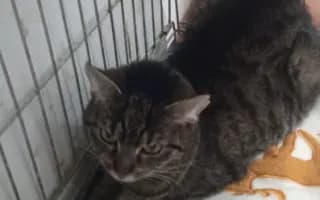 Děkujeme, že jste pomohli deseti kočičkám přežít