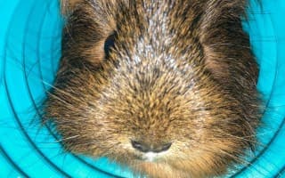 Pomohli jste morčátkům k vysněnému domovu – výběh a kastrace pro ušaté zachráněnce!