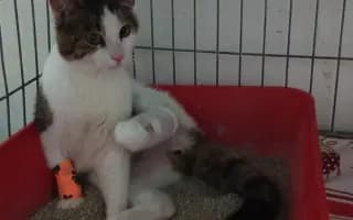 Děkujeme, pomohli jste kocourkovi Filípkovi