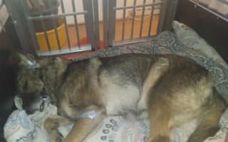 Pomohli jste pejskovi Benymu, psímu seniorovi