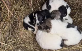 100 kastrací. Tisíce psů, kteří se nikdy nemusí narodit do utrpení