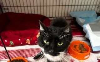 Pomoc s léčením zubožené kočičky Johanky