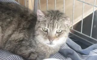 Pomohli jste Žanetce a Kačence k bezbolestnému životu