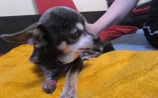 Pomohli jste čivavě, našemu vlčáčkovi