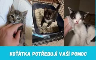 Pomohli jste koťátkům