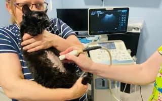 Pomohli jste diabetičce Pucce žít